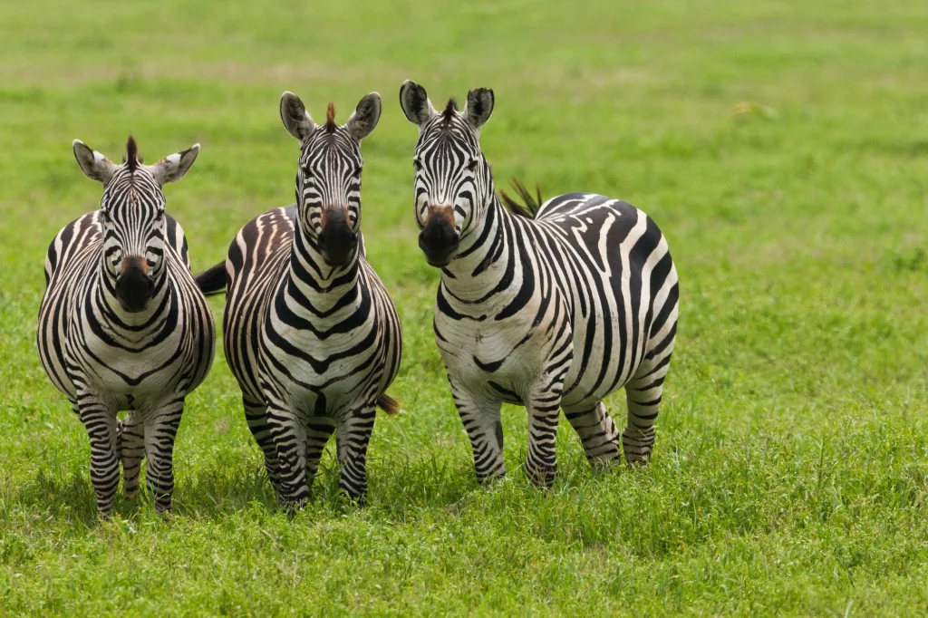 Plains zebras, Ngorongoro Conservation Area, Tanzania
